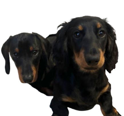 Milo & Penfold